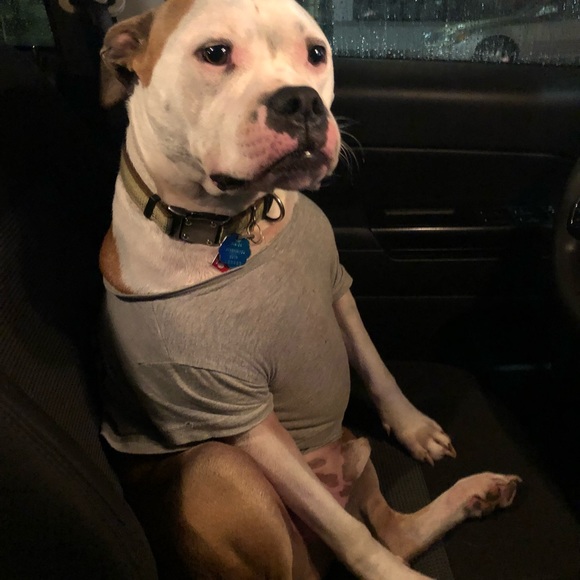 🐶 SOLD past this point 👇🏼 - Picture 1 of 8